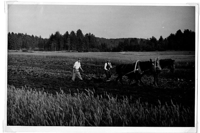 Esikatselukuva:&nbsp;Kaksi miestä kyntää hevosparin kanssa